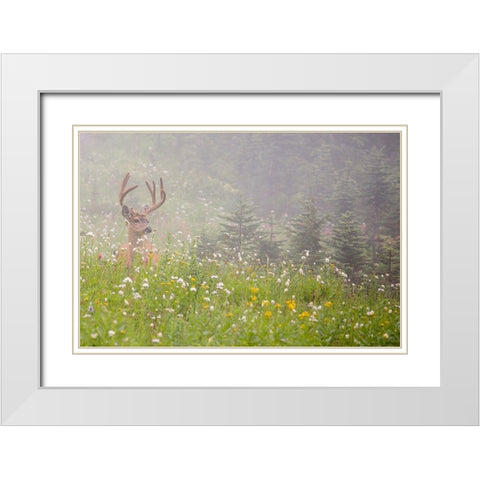 WA-Mount Rainier National Park-Black-tailed deer buck in wildflower meadow-Odocoileus hemionus White Modern Wood Framed Art Print with Double Matting by Wild, Jamie and Judy