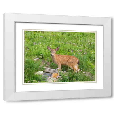 WA-Mount Rainier National Park-Black-tailed deer-fawn-Odocoileus hemionus White Modern Wood Framed Art Print with Double Matting by Wild, Jamie and Judy