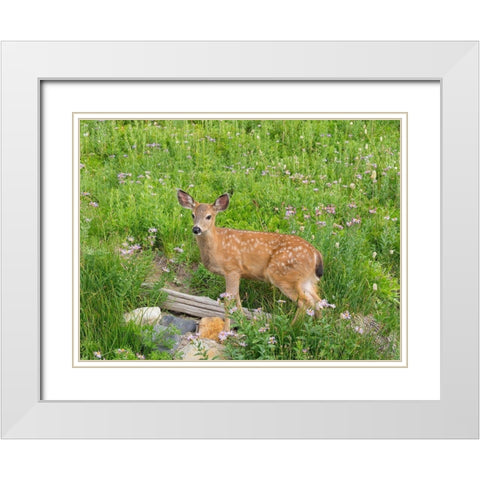 WA-Mount Rainier National Park-Black-tailed deer-fawn-Odocoileus hemionus White Modern Wood Framed Art Print with Double Matting by Wild, Jamie and Judy