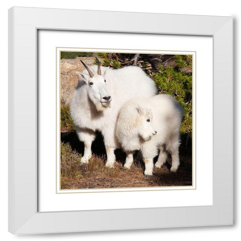 WA-Alpine Lakes Wilderness-mountain goats-nanny and kid White Modern Wood Framed Art Print with Double Matting by Wild, Jamie and Judy