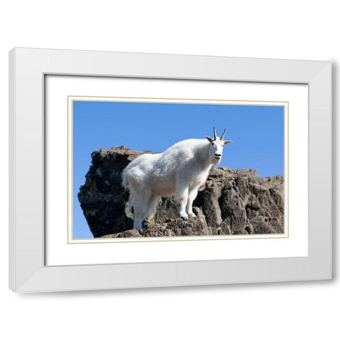 WA-Alpine Lakes Wilderness-Mountain goat-Nanny White Modern Wood Framed Art Print with Double Matting by Wild, Jamie and Judy
