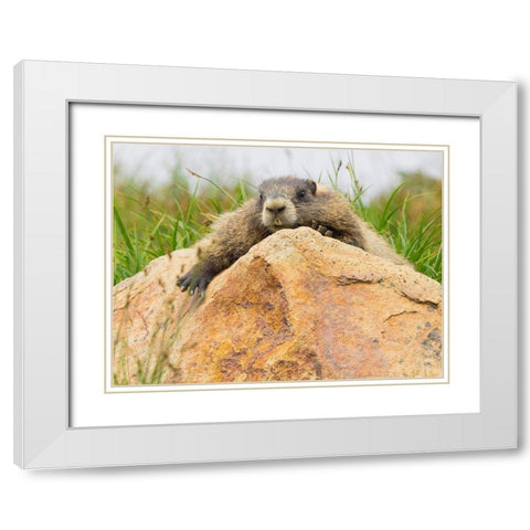 WA-Mount Rainier National Park-Hoary Marmot (Marmota caligata) White Modern Wood Framed Art Print with Double Matting by Wild, Jamie and Judy