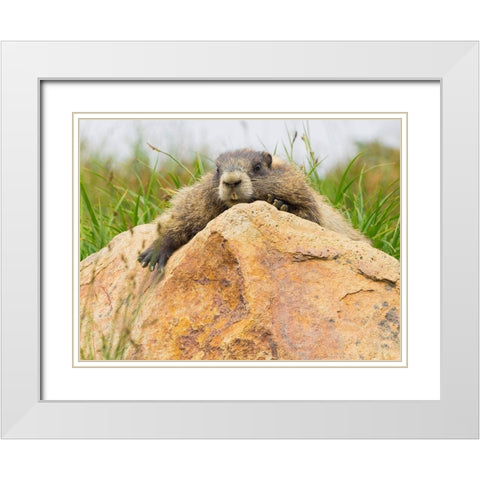WA-Mount Rainier National Park-Hoary Marmot (Marmota caligata) White Modern Wood Framed Art Print with Double Matting by Wild, Jamie and Judy
