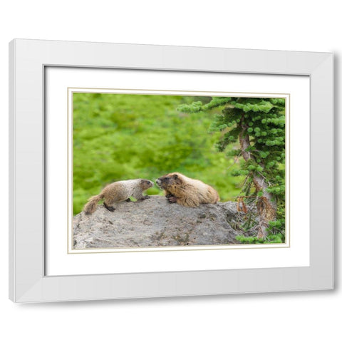 WA-Mount Rainier National Park-Hoary Marmot (Marmota caligata)-mother and baby White Modern Wood Framed Art Print with Double Matting by Wild, Jamie and Judy