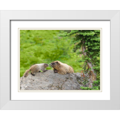WA-Mount Rainier National Park-Hoary Marmot (Marmota caligata)-mother and baby White Modern Wood Framed Art Print with Double Matting by Wild, Jamie and Judy
