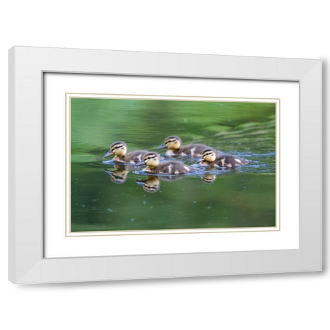 WA-Mercer Slough-Wood Duck ducklings (Aix Sponsa) White Modern Wood Framed Art Print with Double Matting by Wild, Jamie and Judy
