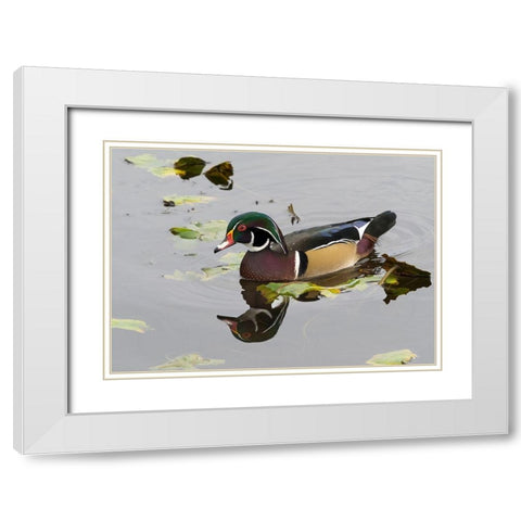 WA-Juanita Bay Wetland-Wood Duck-male (Aix sponsa) White Modern Wood Framed Art Print with Double Matting by Wild, Jamie and Judy