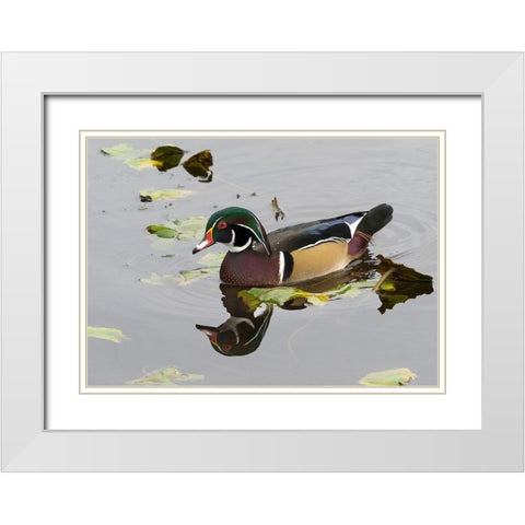 WA-Juanita Bay Wetland-Wood Duck-male (Aix sponsa) White Modern Wood Framed Art Print with Double Matting by Wild, Jamie and Judy