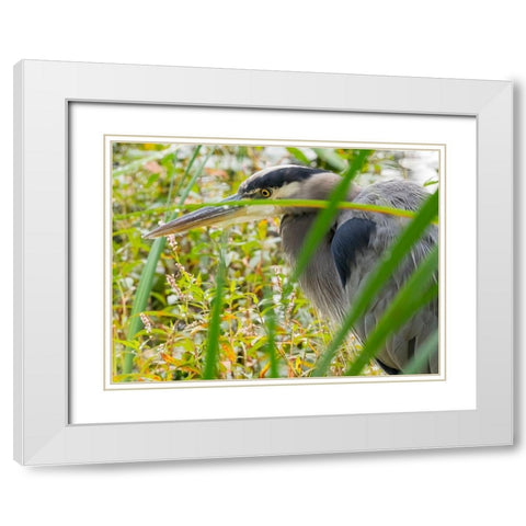 WA-Juanita Bay Wetland-Great Blue Heron (Ardea herodias) White Modern Wood Framed Art Print with Double Matting by Wild, Jamie and Judy