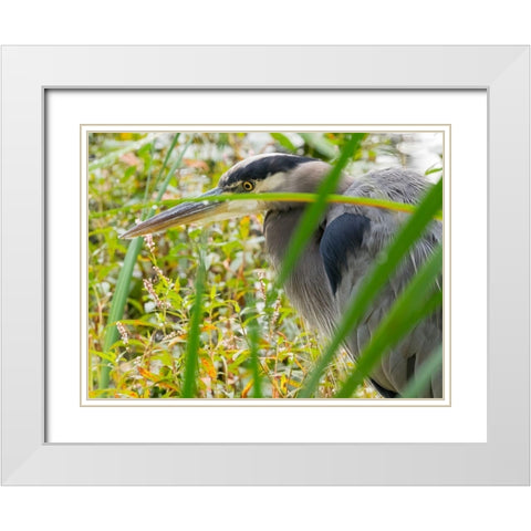 WA-Juanita Bay Wetland-Great Blue Heron (Ardea herodias) White Modern Wood Framed Art Print with Double Matting by Wild, Jamie and Judy