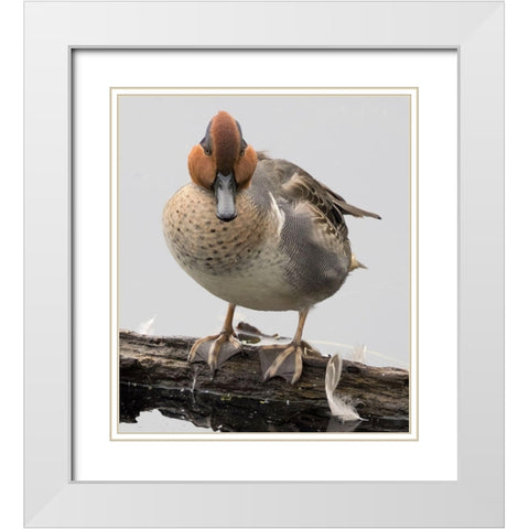 WA-Juanita Bay Wetland-Green-winged Teal (Anas crecca)-male White Modern Wood Framed Art Print with Double Matting by Wild, Jamie and Judy
