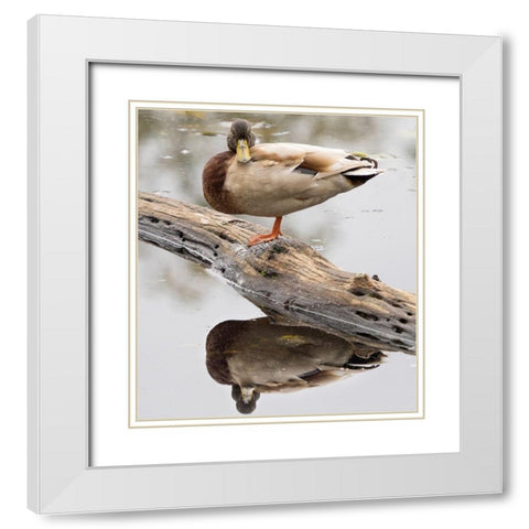 WA-Juanita Bay Wetland-Mallard Duck ( Anas Platyrhynchos)-male White Modern Wood Framed Art Print with Double Matting by Wild, Jamie and Judy