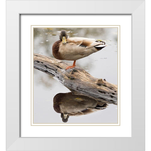 WA-Juanita Bay Wetland-Mallard Duck ( Anas Platyrhynchos)-male White Modern Wood Framed Art Print with Double Matting by Wild, Jamie and Judy