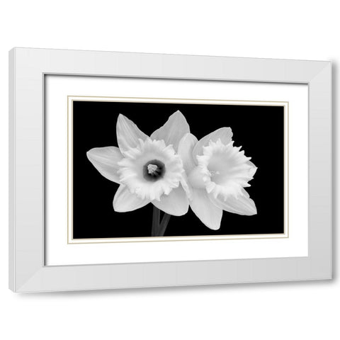 WA-Redmond-Daffodils White Modern Wood Framed Art Print with Double Matting by Wild, Jamie and Judy