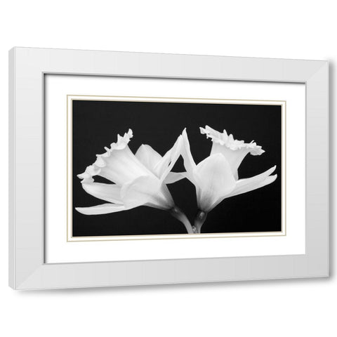 WA-Redmond-Daffodils White Modern Wood Framed Art Print with Double Matting by Wild, Jamie and Judy