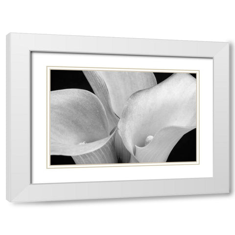 WA-Redmond-Calla Lilies White Modern Wood Framed Art Print with Double Matting by Wild, Jamie and Judy
