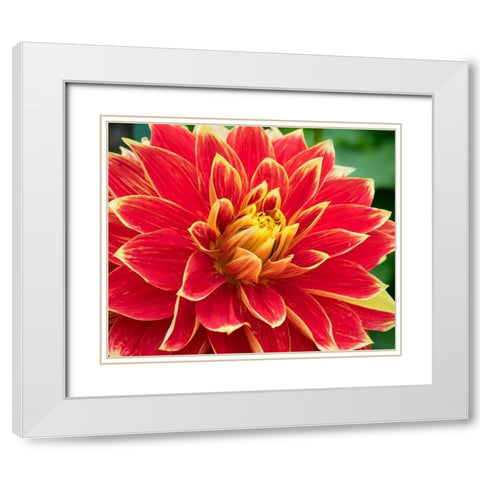 WA-Redmond-Dahlia White Modern Wood Framed Art Print with Double Matting by Wild, Jamie and Judy