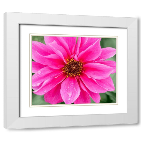 WA-Redmond-Daisy White Modern Wood Framed Art Print with Double Matting by Wild, Jamie and Judy