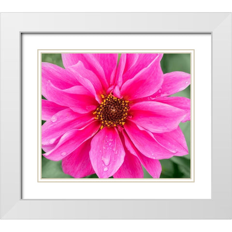 WA-Redmond-Daisy White Modern Wood Framed Art Print with Double Matting by Wild, Jamie and Judy