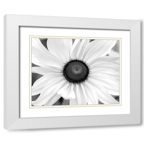 WA-Redmond-Black Eyed Susan White Modern Wood Framed Art Print with Double Matting by Wild, Jamie and Judy