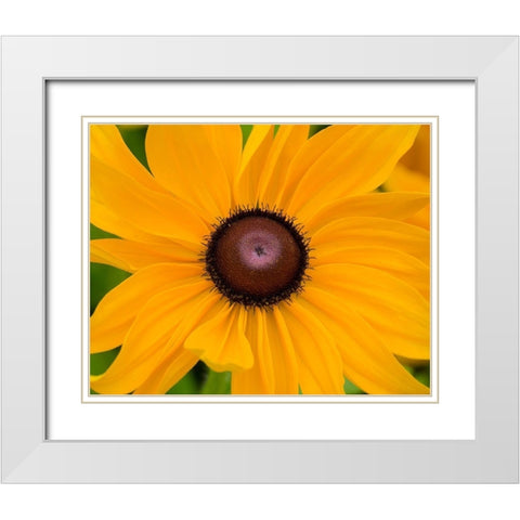 WA-Redmond-Black Eyed Susan White Modern Wood Framed Art Print with Double Matting by Wild, Jamie and Judy