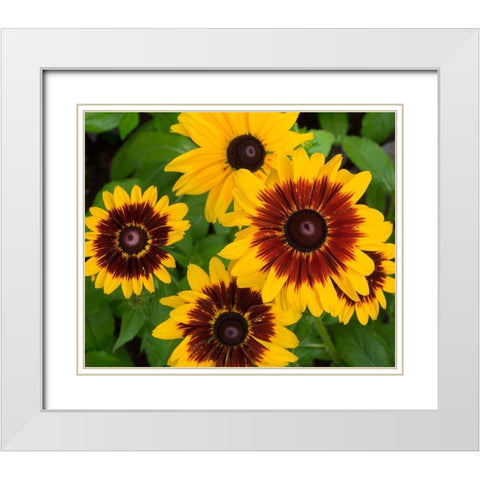 WA-Redmond-Gloriosa Daisy White Modern Wood Framed Art Print with Double Matting by Wild, Jamie and Judy