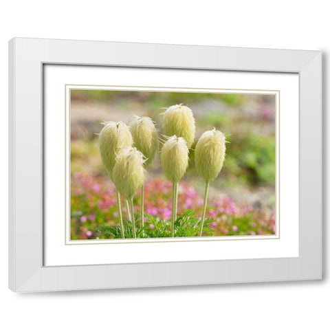 WA-Mount Rainier National Park-Pasqueflower seed head (Anemone occidentalis) White Modern Wood Framed Art Print with Double Matting by Wild, Jamie and Judy