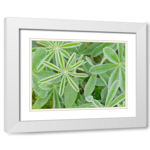 WA-Mount Rainier National Park-Subalpine Lupine leaves and dew (Lupinus latifolius) White Modern Wood Framed Art Print with Double Matting by Wild, Jamie and Judy
