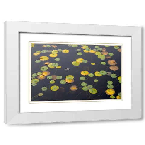 WA-Phantom Lake-Lilly Pads White Modern Wood Framed Art Print with Double Matting by Wild, Jamie and Judy
