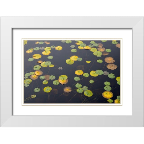 WA-Phantom Lake-Lilly Pads White Modern Wood Framed Art Print with Double Matting by Wild, Jamie and Judy