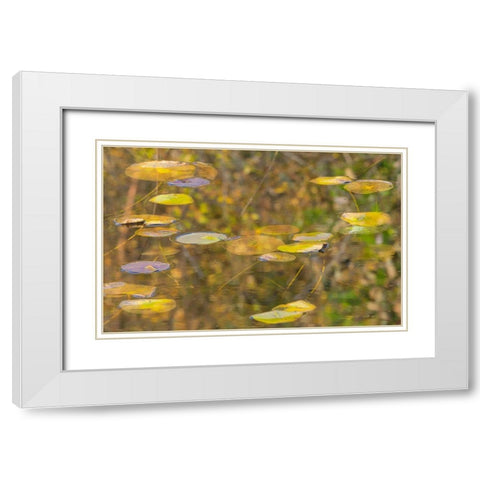 WA-Phantom Lake-Lilly Pads White Modern Wood Framed Art Print with Double Matting by Wild, Jamie and Judy