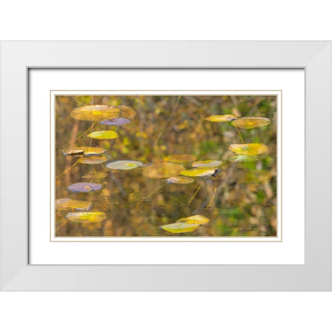 WA-Phantom Lake-Lilly Pads White Modern Wood Framed Art Print with Double Matting by Wild, Jamie and Judy
