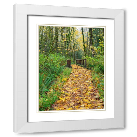 WA-Tiger Mountain-Leaf covered trail White Modern Wood Framed Art Print with Double Matting by Wild, Jamie and Judy