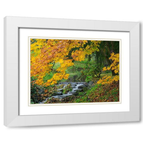 WA-Redmond-Stream and Autumn color White Modern Wood Framed Art Print with Double Matting by Wild, Jamie and Judy