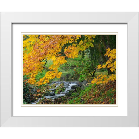 WA-Redmond-Stream and Autumn color White Modern Wood Framed Art Print with Double Matting by Wild, Jamie and Judy
