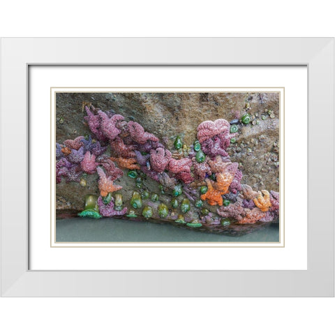 WA-Olympic National Park-Second Beach-Ochre Sear Stars and Giant Green Anemones White Modern Wood Framed Art Print with Double Matting by Wild, Jamie and Judy