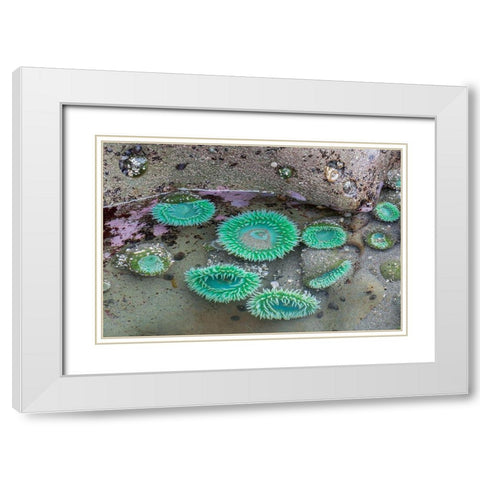 WA-Olympic National Park-Second Beach-Giant Green Anemones White Modern Wood Framed Art Print with Double Matting by Wild, Jamie and Judy