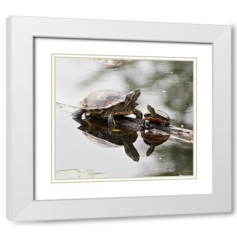 Washington State-Lake Washington Painted turtles on log White Modern Wood Framed Art Print with Double Matting by Wild, Jamie and Judy