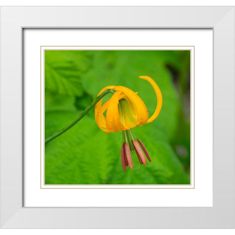 Washington State-Central Cascades-Columbia Tiger Lily wildflower White Modern Wood Framed Art Print with Double Matting by Wild, Jamie and Judy