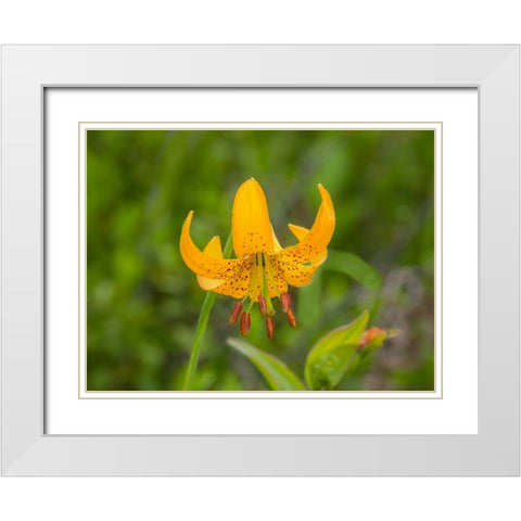Washington State-Central Cascades-Columbia Tiger Lily wildflower White Modern Wood Framed Art Print with Double Matting by Wild, Jamie and Judy