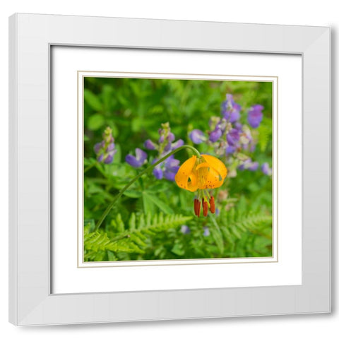 Washington State-Central Cascades-Columbia Tiger Lily and Subalpine Lupine White Modern Wood Framed Art Print with Double Matting by Wild, Jamie and Judy