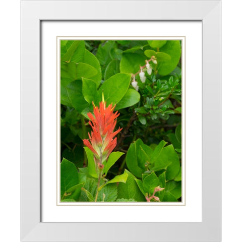 Washington State-Central Cascades-Magenta Paintbrush White Modern Wood Framed Art Print with Double Matting by Wild, Jamie and Judy