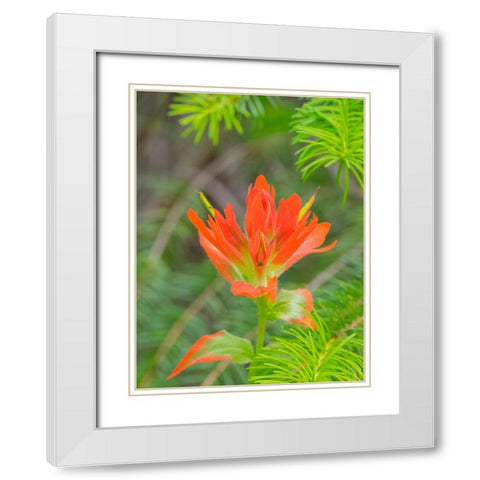 Washington State-Central Cascades-Magenta Paintbrush White Modern Wood Framed Art Print with Double Matting by Wild, Jamie and Judy