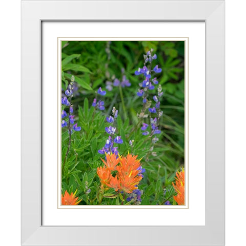 Washington State-Central Cascades-Hairy Paintbrush and Subalpine Lupine White Modern Wood Framed Art Print with Double Matting by Wild, Jamie and Judy