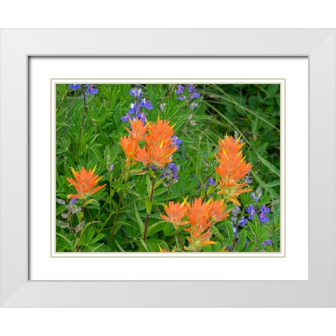 Washington State-Central Cascades-Hairy Paintbrush and Subalpine Lupine White Modern Wood Framed Art Print with Double Matting by Wild, Jamie and Judy