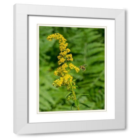 Washington State-Central Cascades-Canada Goldenrod and Bumble Bee White Modern Wood Framed Art Print with Double Matting by Wild, Jamie and Judy