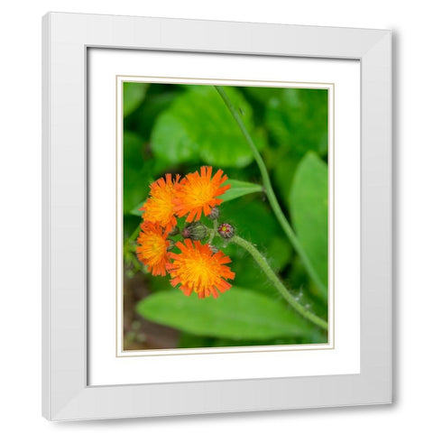 Washington State-Central Cascades-Orange Hawkweed-Hieracium aurantiacum White Modern Wood Framed Art Print with Double Matting by Wild, Jamie and Judy