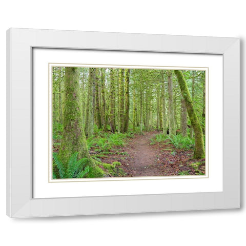 Washington State-Tiger Mountain-Trail through Moss covered trees White Modern Wood Framed Art Print with Double Matting by Wild, Jamie and Judy
