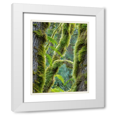 Washington State-Tiger Mountain-Moss covered fir trees White Modern Wood Framed Art Print with Double Matting by Wild, Jamie and Judy