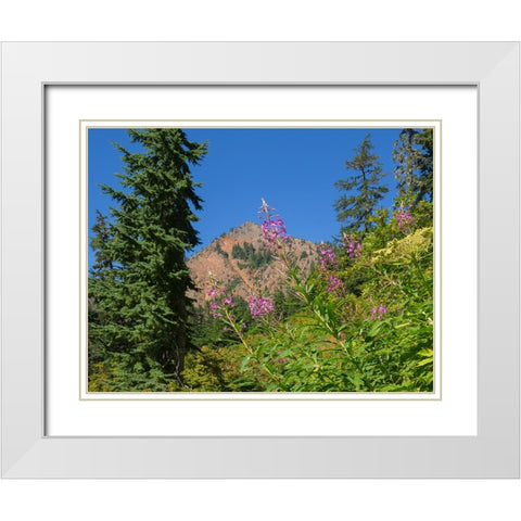 Washington State-Central Cascades-Fireweed and Red Mountain White Modern Wood Framed Art Print with Double Matting by Wild, Jamie and Judy